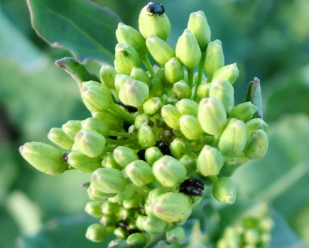 Don’t rush in with pollen beetle control