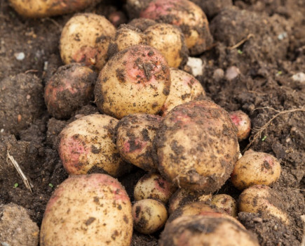 Mud spoils potato trade with Canaries