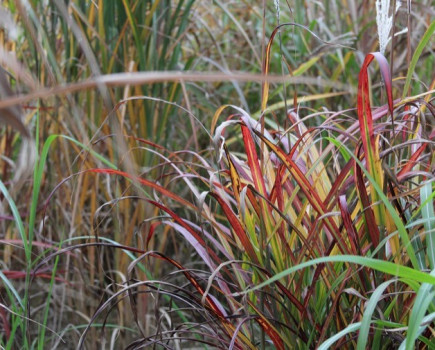 Miscanthus grown from seed available as soon as 2019