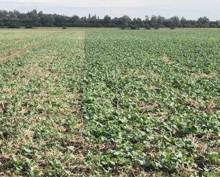 Starter fertiliser could give OSR a reprieve