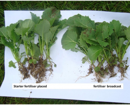 N and P for Oilseed Rape establishment