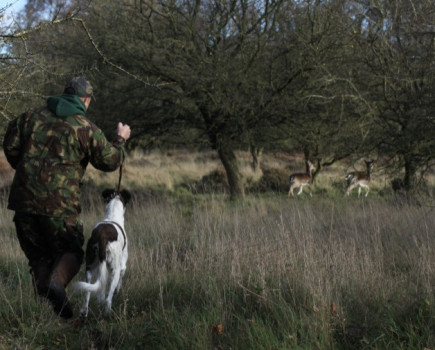 New dogs bred for illegal coursing