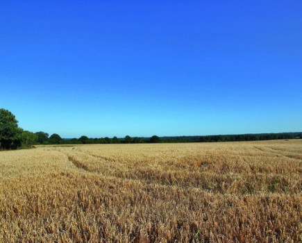 Farmland prices steady