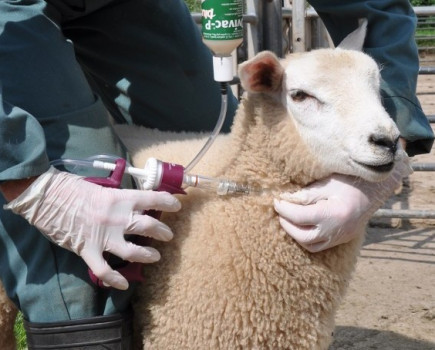 UK sheep producers urged to protect lambs from spring disease threat