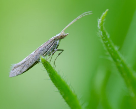 Social media alerts growers to moth invasion