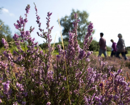 Heathland area size of 70 football pitches conserved