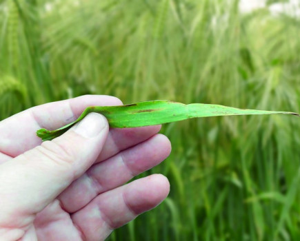 Trial plots point to better Ramularia reduction from earlier fungicide spray