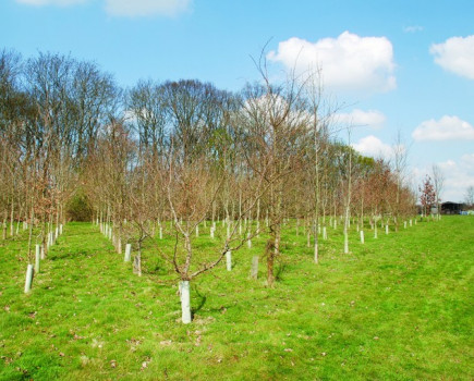 £10m to boost tree planting