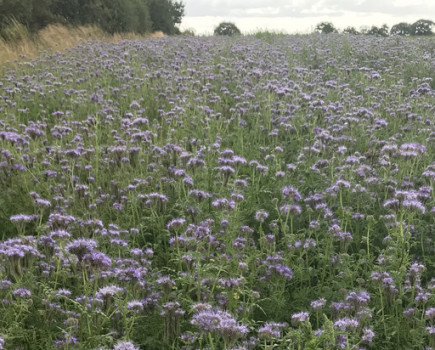 BEE ROAD aims to plant pollinator ‘pit stops’ across Britain