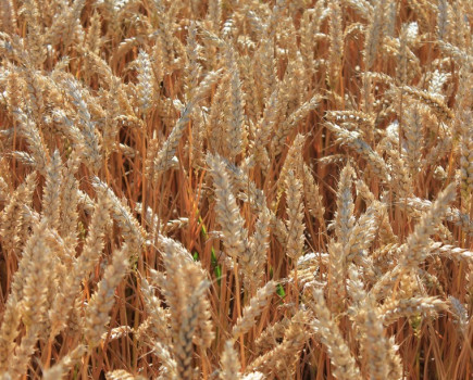 Huge yield of British milling wheat