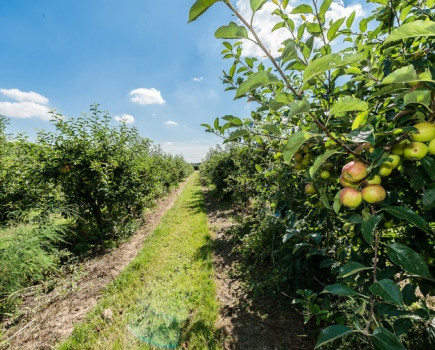 Orchards and soft fruit