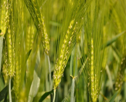 New barn-filling barley adds weight to higher hybrid quality