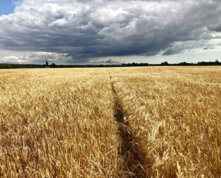 Productive arable farmland