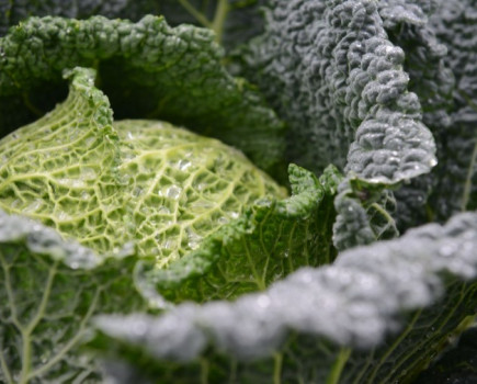 Brassica alert texts the time for disease treatment