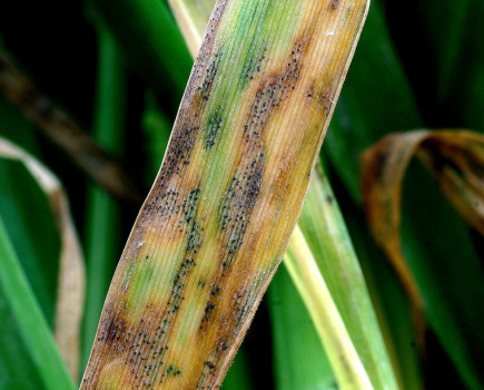 Don’t ditch multi-site fungicides