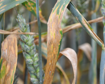 Survey gives 2020 vision into wheat disease woes