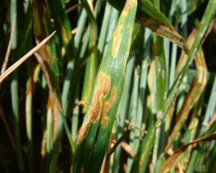 Industry poll highlights role for greater Septoria understanding