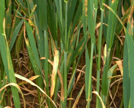 Don’t neglect late season fungicide programmes and timings