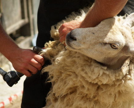 Industry helps to match-make UK shearers and contractors