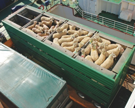 Live exports continue from Kent