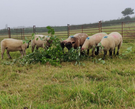 Feed trees to sheep to cut greenhouse gases