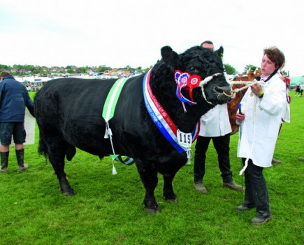 10-year-old Dexter named Dairy Champion