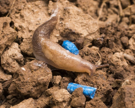 Cover crop trials provide insight into slug activity