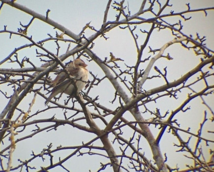 Rare birds spotted during the 2016 Big Farmland Bird Count