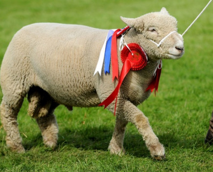 Society celebrates the sheep industry