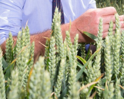 Early trials results show promise for hybrid wheats