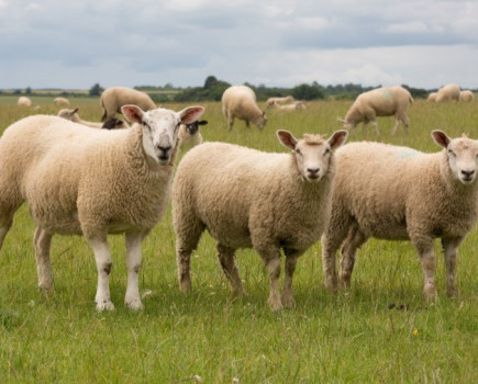 New intensive finishing feed for end of season lambs