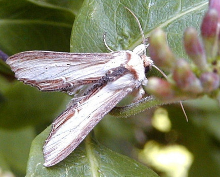 New populations of rare moth discovered