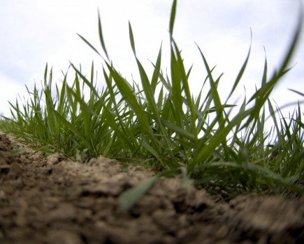 Prevention rather than cure will be key to 2016 winter wheat margins