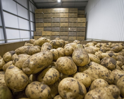 Ballot on future of potato levy confirmed by AHDB