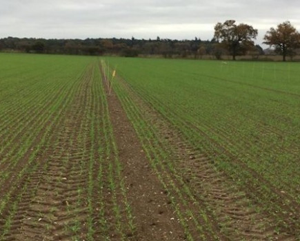 Trials shed light on take-all in barley