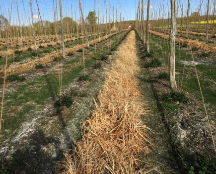 Cover crops could benefit hop soils