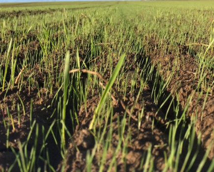 Five-point blackgrass plan