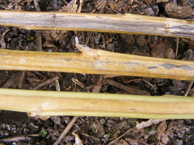 Look out now for Verticillium stripe in the field