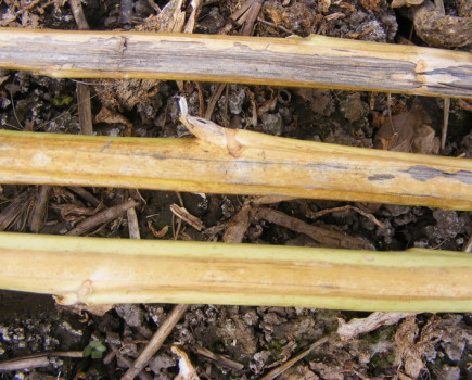 Move to a Verticillium tolerant variety