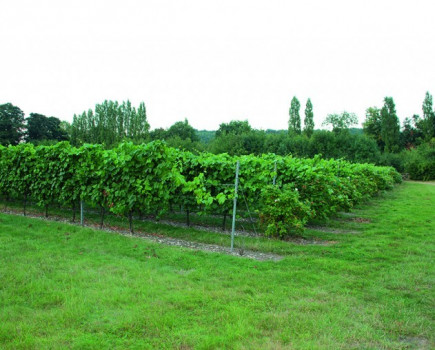 Vineyard thrives off local tourism