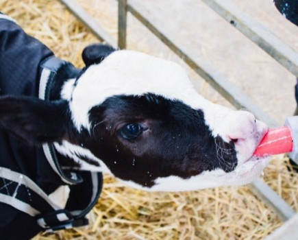 Pre-weaned heifer calves need more milk