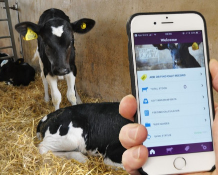 New calf growth app