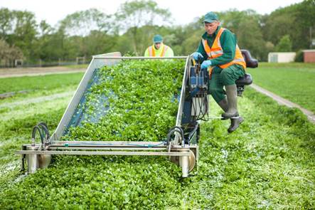 UK watercress harvest gets underway