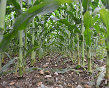 Considered approach ahead of maize planting