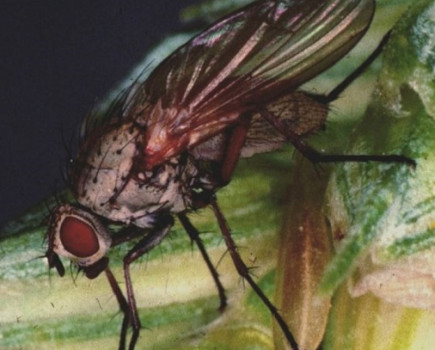 Wheat bulb fly pressure stays low in 2018