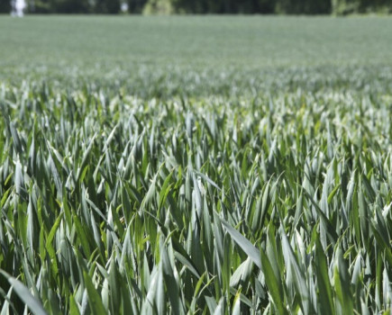 Grower closes the gap between first and second wheat yields