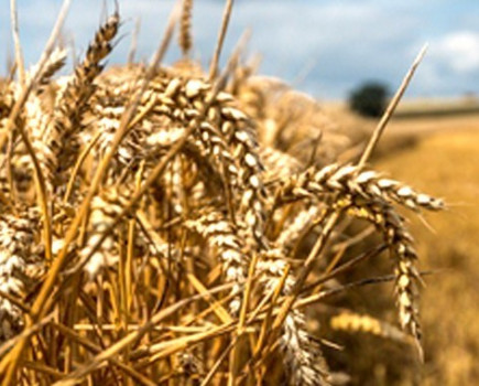 Keep track of mycotoxin risk right up to harvest