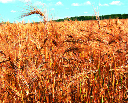 GM wheat trial will unblock barrier to boosting yields