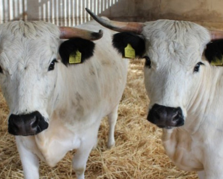 Endangered White Park cattle arrive