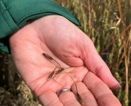 Free Wild Oat resistance testing